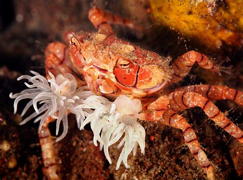 lybia tessellata boxer crab